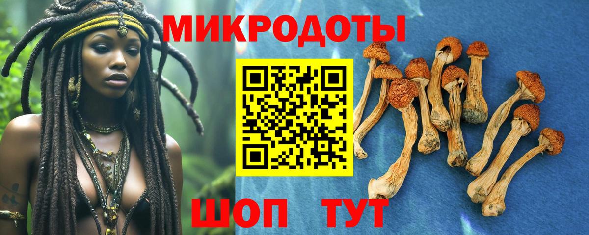 Тында  Псилоцибиновые грибы MAGIC MUSHROOMS  Псилоцибиновые грибы мухоморы  Вход с VPN 